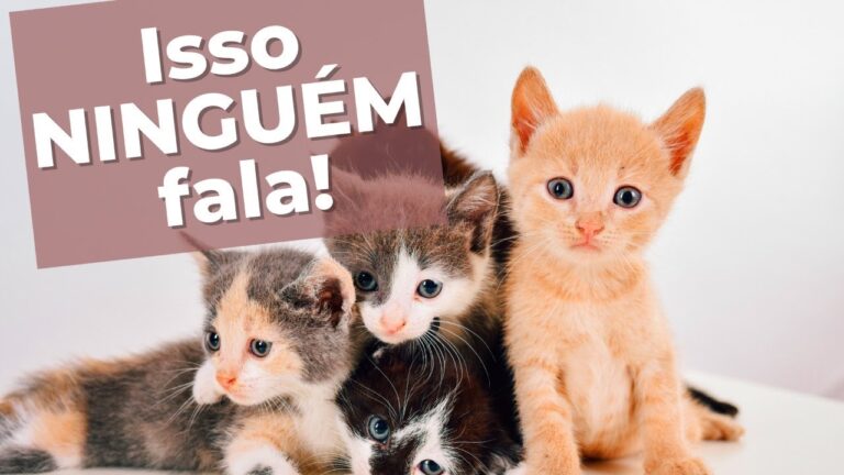 Guia Prático para Adotar Gatos Bebês