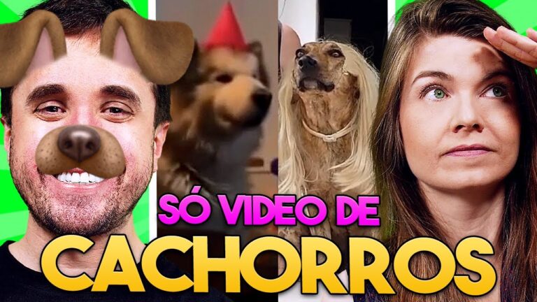 Rep&uacute;blica dos Cachorros: Um Ref&uacute;gio para Amantes de Animais