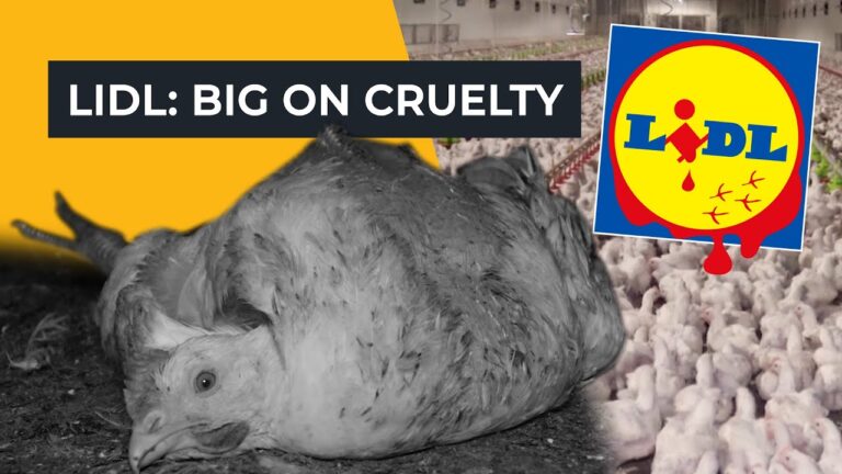 Esc&acirc;ndalo das Galinhas do Lidl: O Que Realmente Aconteceu?