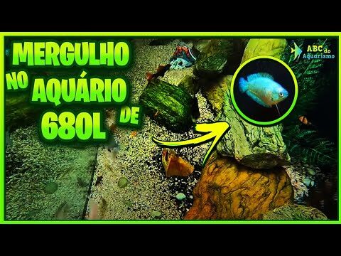 Loja de Aquários em Porto: Tudo para Seu Habitat Aquático